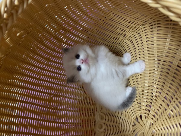 本地布偶猫海山双布偶带证书价低