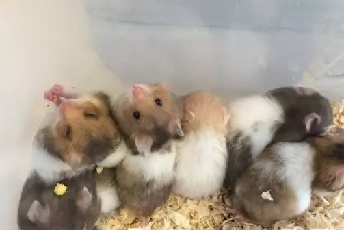 自家繁殖仓鼠宝宝带领啦