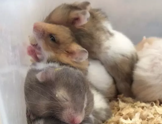 自家繁殖仓鼠宝宝带领啦